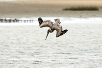 Brown Pelican at Huguenot Park-7581