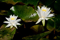 Water_Lily_CDS0944