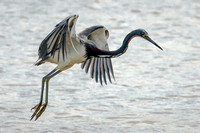 Tricolored Heron Preparing to Land