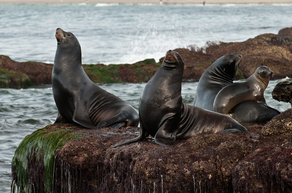 Family of Sea Lions
