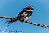 Wire-tailled Swallow_CS57343