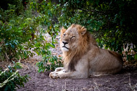 Resting Lion_CS51256