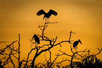 Night Roost in Africa_CS51473