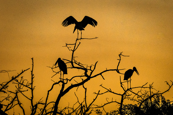 Night Roost in Africa_CS51473