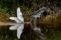 Snowy Egret attacking a Great Blue Heron 3_CDS9229