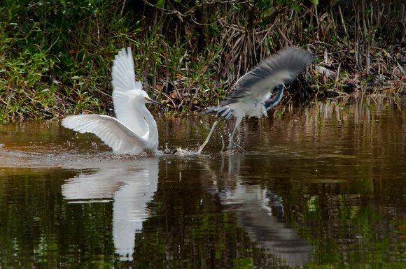 Snowy Egret attacking a Great Blue Heron 3_CDS9229