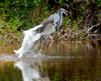 Snowy Egret attacking a Great Blue Heron 2_CDS9228