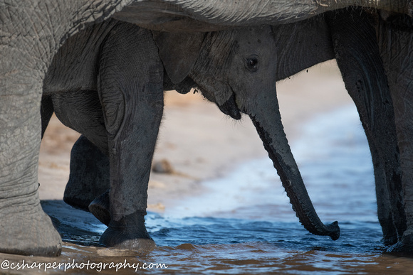 African Elephant Heard-58420