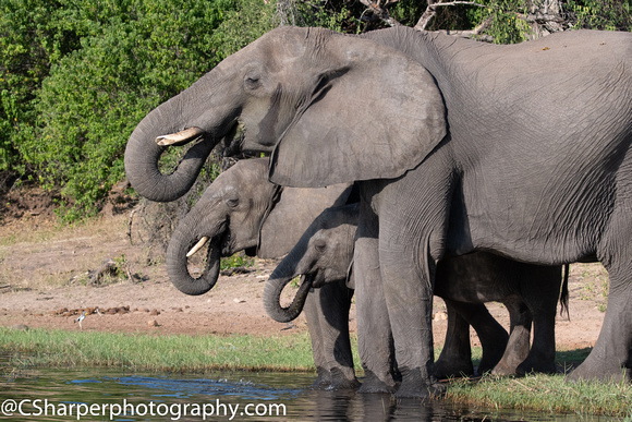 Three Elephants Drinking_CS57442