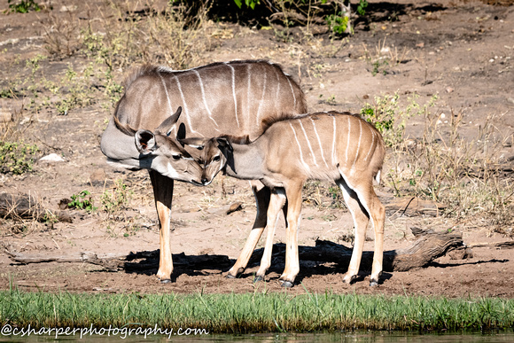 Greater Kudu Parent_CS57278