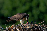 Osprey Feeding Fish to Three Chicks