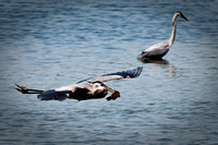 Fresh Catch_Great Blue Heron Flying with Catfish