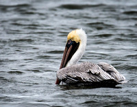 Brown Pelican at Huguenot Park-7634