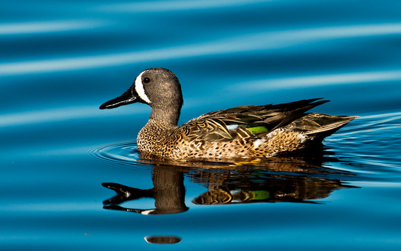 Male Blue Winged Teal_CDS7020