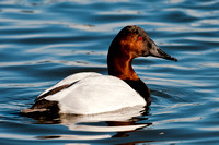 Canvasback Male_CDS9276