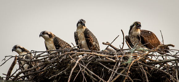 Mother Osprey with Three Mature Chicks 2