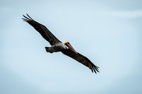 Brown Pelican at Huguenot Park-7441 - Copy
