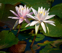 Pair of Water Lilies_CDS0960