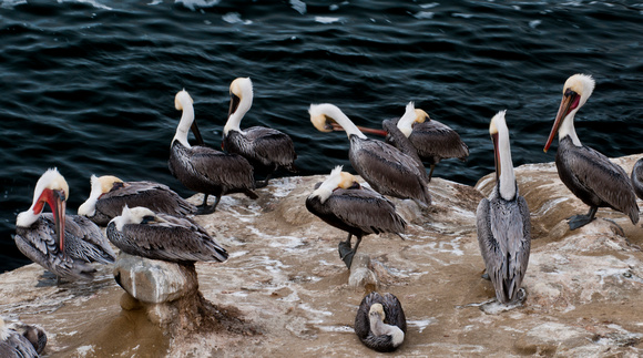 California brown Pelicans