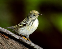 Female Blackpoll Warbler_CDS7264