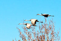 Three Sandhill Cranes Flying Formation-5