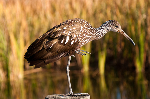 Limpkin Perched