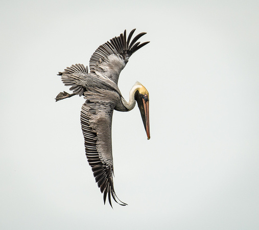 Brown Pelican at Huguenot Park-7465 - Copy