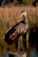 Limpkin Perched