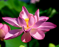 Lotus Flower_CDS1020