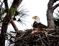 Eagles Nest_5778