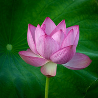 Lotus Flower_CDS0779