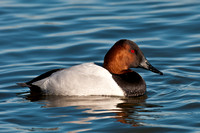 Canvasback Male_CDS9682