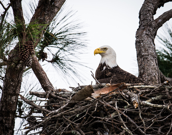 Eagles Nest_5778