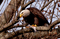 Eagles at Conowingo-0710