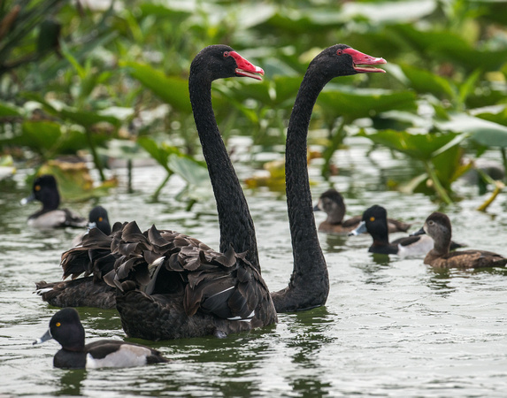 Pair of Black Swans