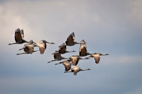 Ecotourism:  Sandhill Crane Migration on the Platte River in Nebraska