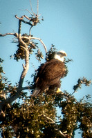 Eagle in Tree_CDS0598