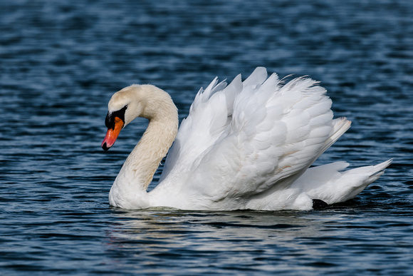 Mute Swan Aggresive Pose