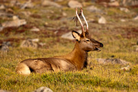 Elk Red Tip II_9230