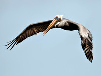 Brown Pelican in Flight_CDS8246
