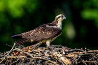 Osprey Guarding the Nest