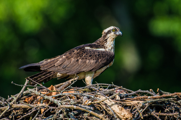 Osprey Guarding the Nest