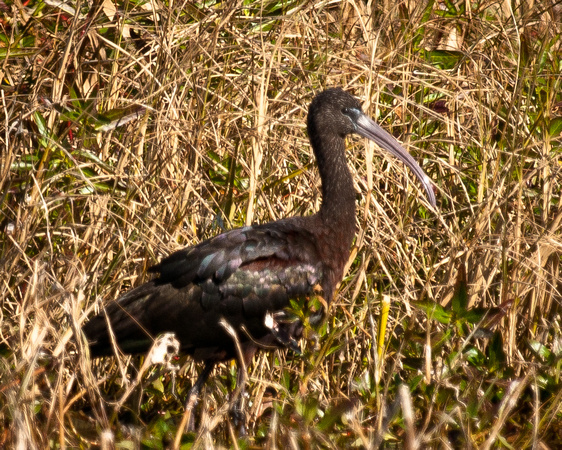 Glossy Ibis_CDS0721