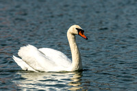 Crusing Mute Swan