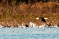 Eagle Passing Through_CDS0680
