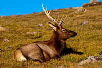Elk Sitting Down_9222