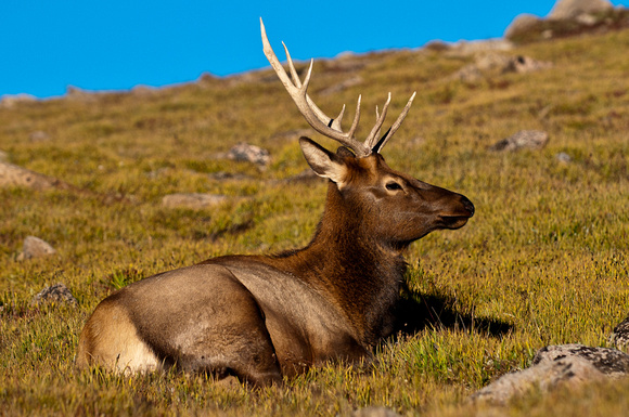 Elk Sitting Down_9222