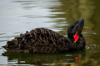 Black Swan Preening