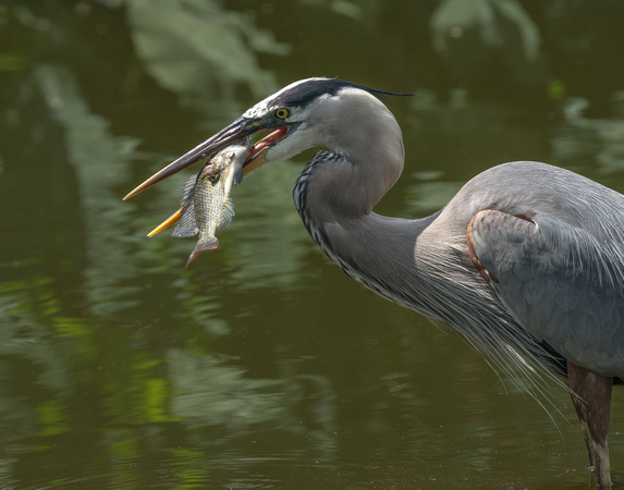 Great Blue Heron Meal-4394