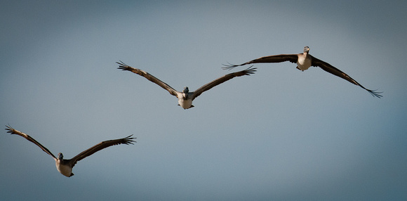 Pelican Three_CDS4534